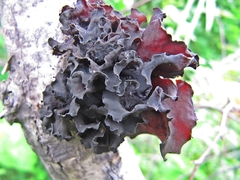 Phaeotremella foliacea