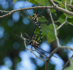 Macromia pacifica × taeniolata