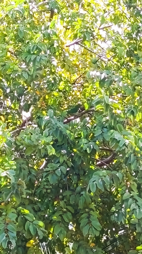White-eyed Parakeet