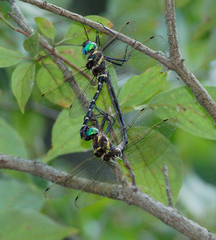 Macromia pacifica × taeniolata