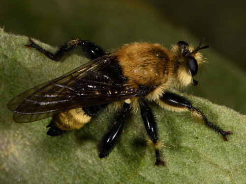 iNaturalist observation photo of Western Yellow-backed Laphria
