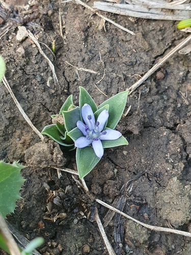 Hyacinthoides lingulata (Hyacinthoides lingulata)