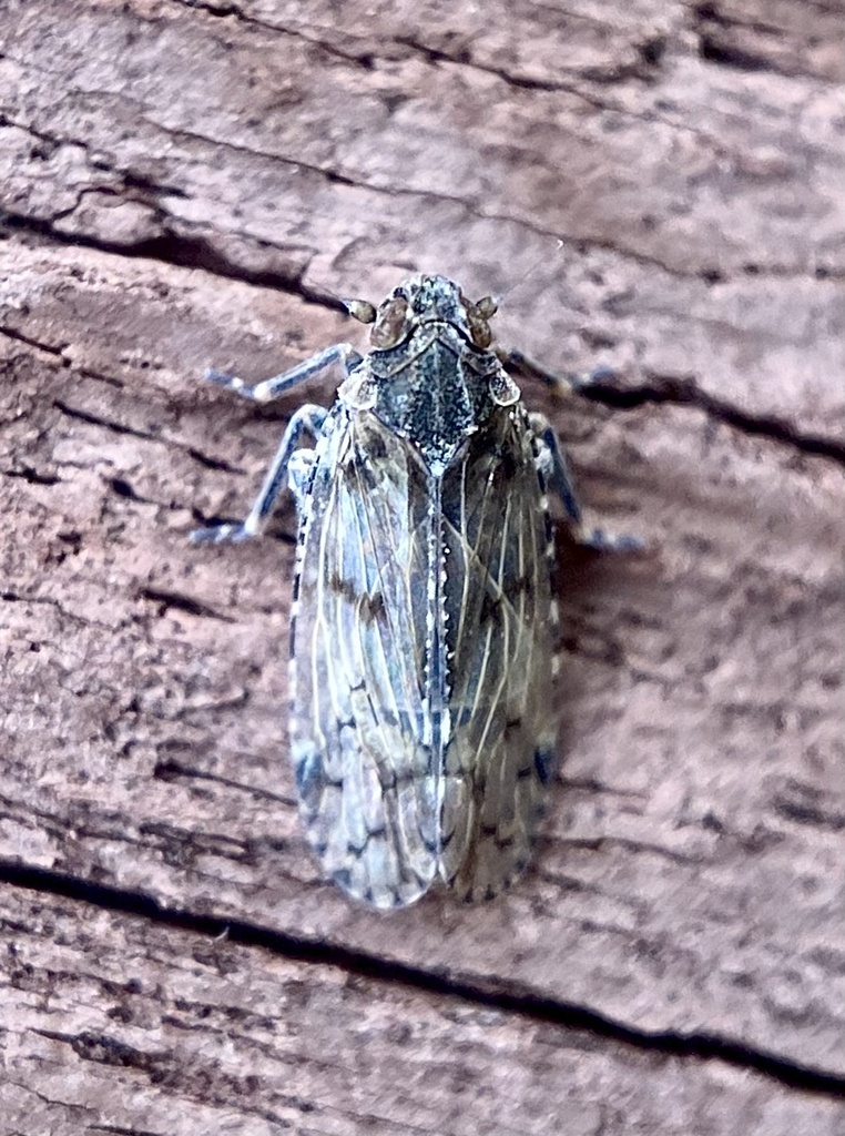 Cixius praecox