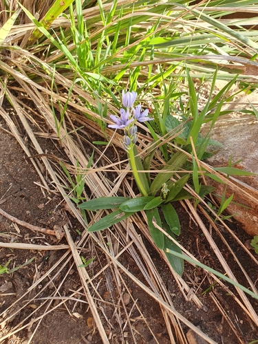 Hyacinthoides lingulata, photograph 6