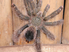 Avicularia rufa