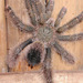 Yellow-banded Pinktoe Tarantula - Photo (c) 116916927065934112165, some rights reserved (CC BY-SA), uploaded by 116916927065934112165