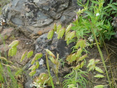Bromus briziformis