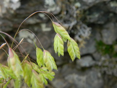 Bromus briziformis