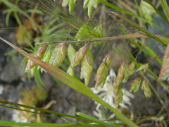Bromus briziformis