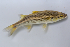 Mountain Mullet photo 2