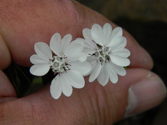 Blepharipappus scaber