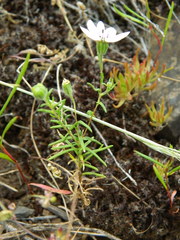 Blepharipappus scaber