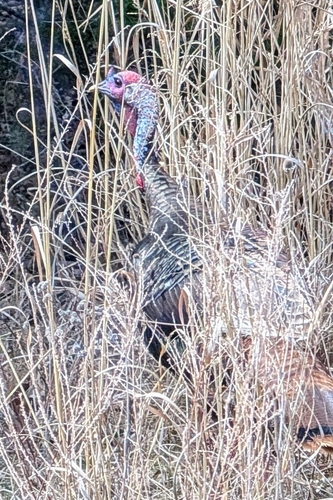 Wild Turkey photographed in Missouri