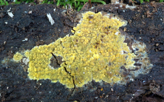 Phlebiodontia subochracea