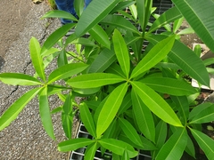 Alstonia