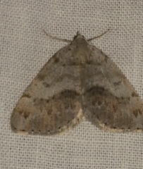 Macaria loricaria