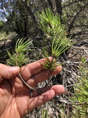 Pinus remota
