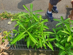 Alstonia
