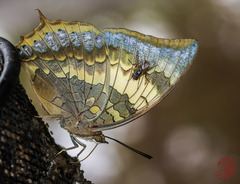 Charaxes psaphon