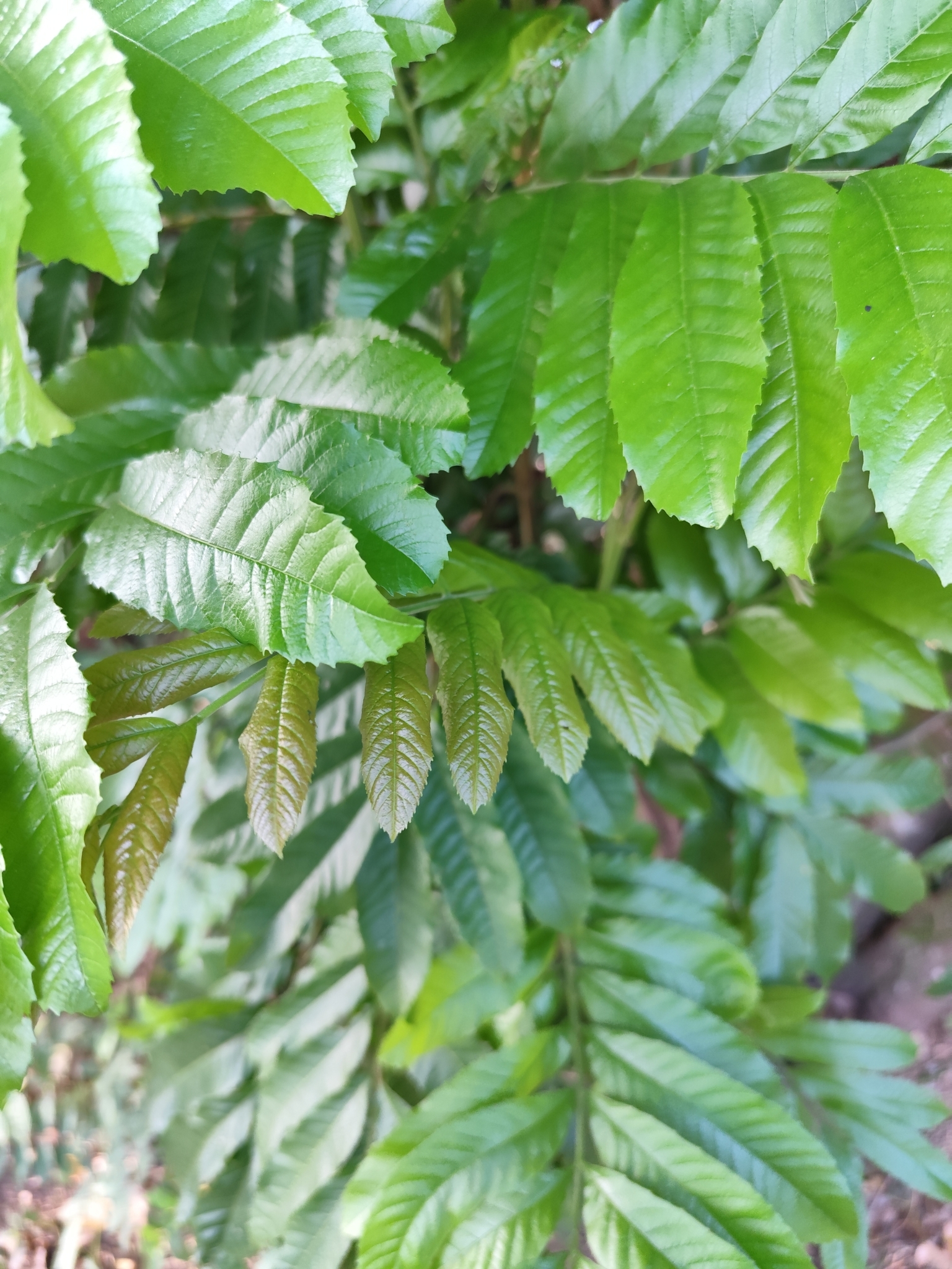 Imagem de Guarucaia