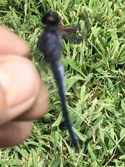 Libellula cyanea
