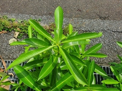 Alstonia