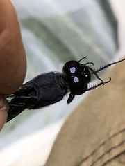 Libellula cyanea
