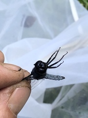 Libellula cyanea