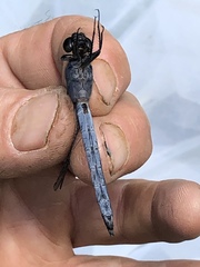 Libellula cyanea