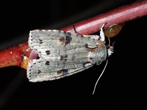 Lithophane querquera Grote, 1874