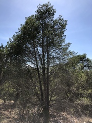 Pinus remota