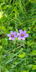 Sisyrinchium scabrum