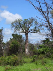 Adansonia za, photograph (c) amantedarmanin, some rights reserved (CC BY)