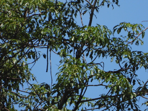 Adansonia za, photograph 3