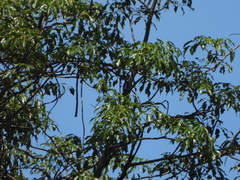 Adansonia za, photograph (c) amantedarmanin, some rights reserved (CC BY)