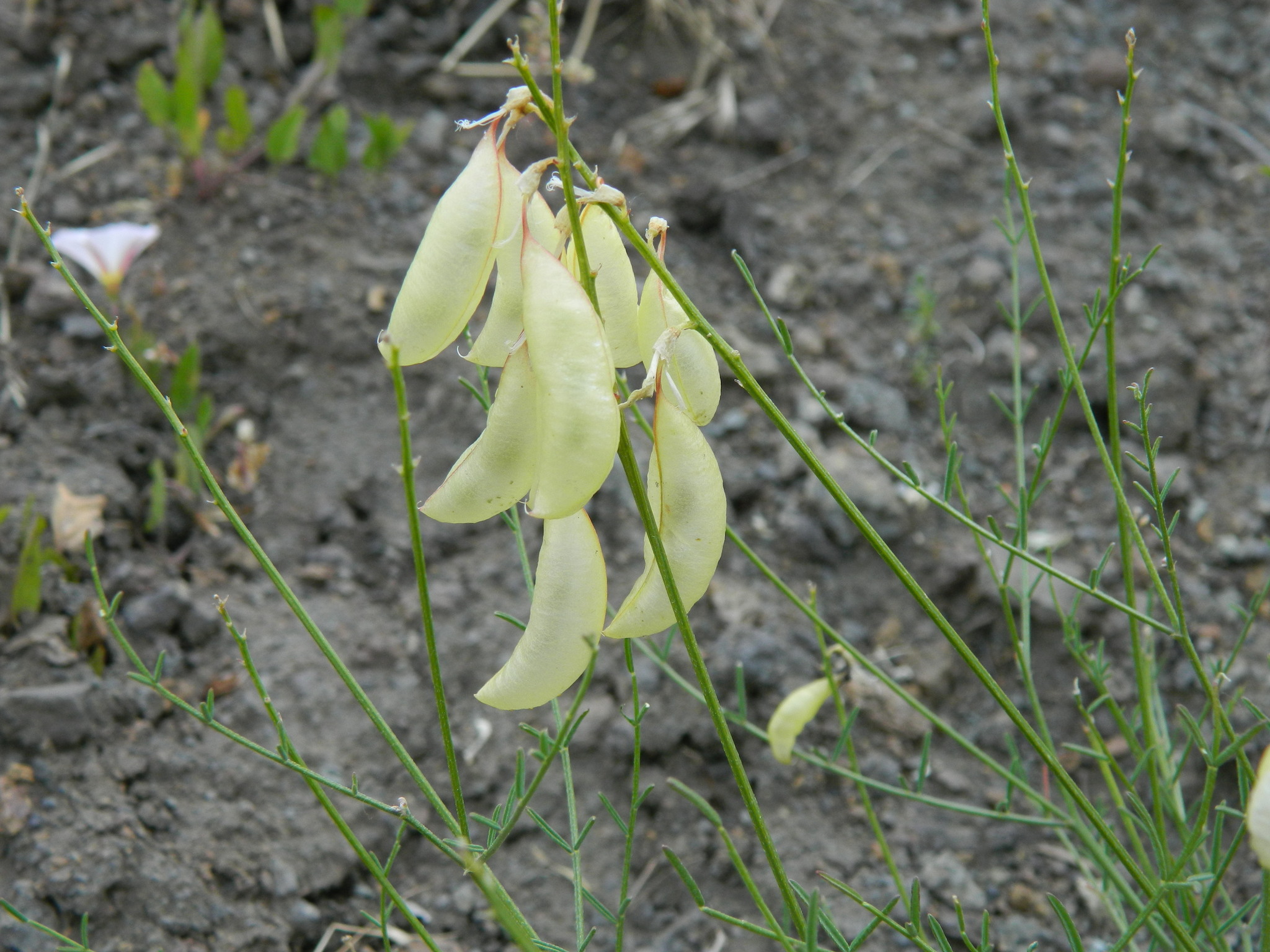 Astragalus cusickii