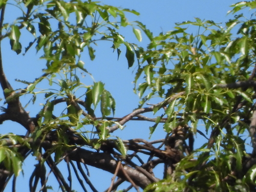 Adansonia za, photograph 2