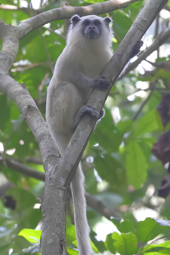Weddell's Saddle-back Tamarin