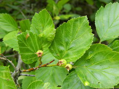 Crataegus columbiana