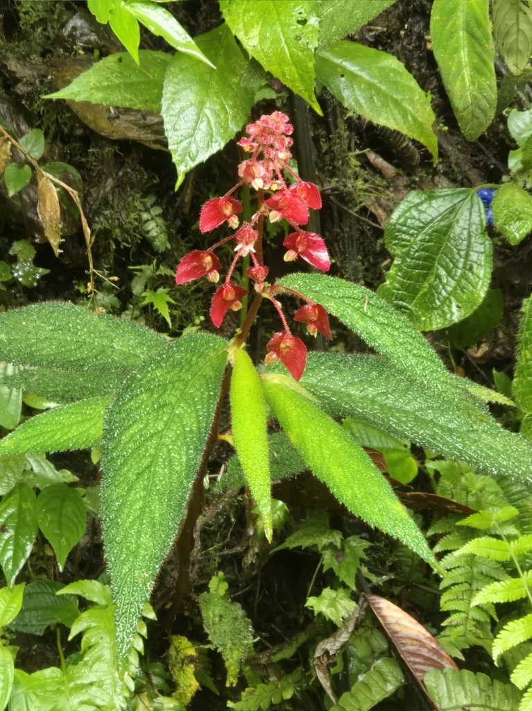 Begonia buddleiifolia