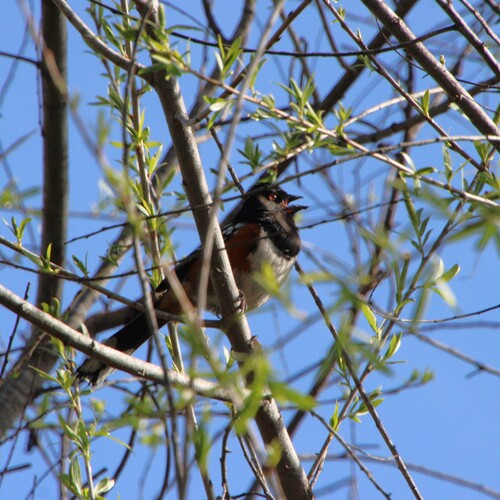 iNaturalist observation photo of Spotted Towhee