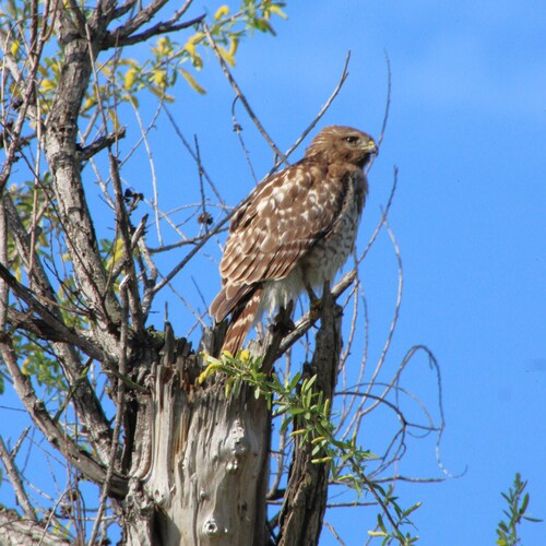 iNaturalist observation photo of Red-shouldered Hawk