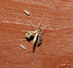Lineodes integra