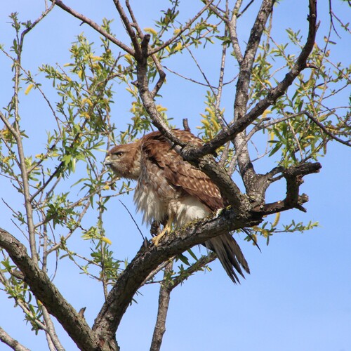 iNaturalist observation photo of Red-tailed Hawk