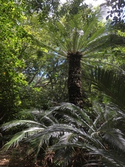Cycas revoluta