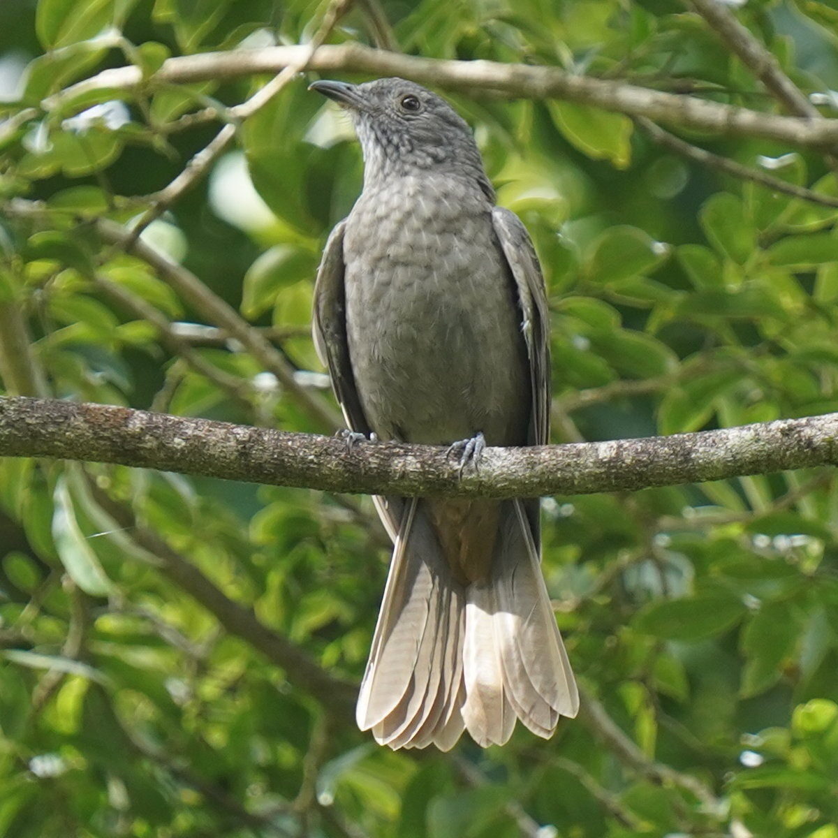 Cinnamon-vented Piha (Lipaugus lanioides), photo 10