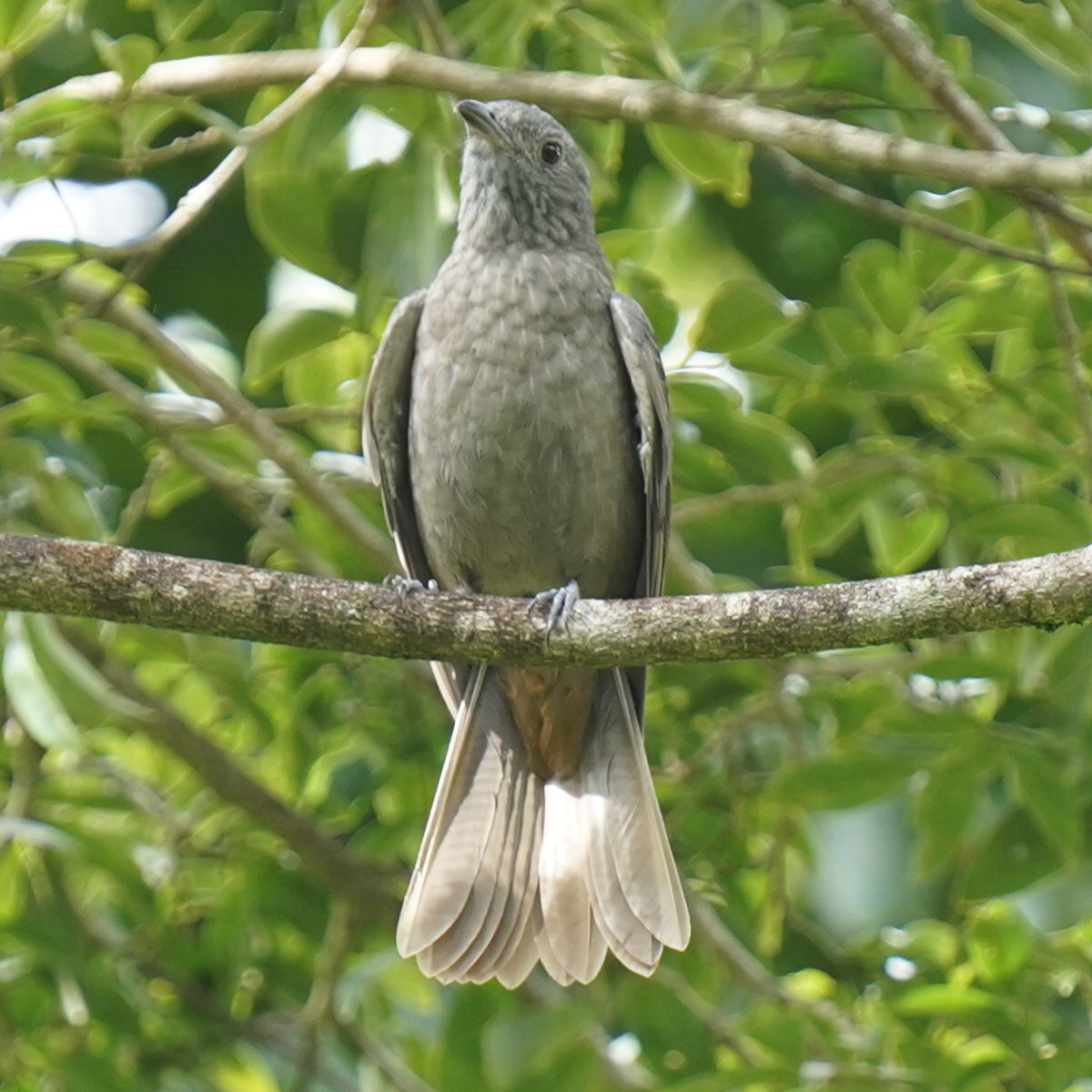 Cinnamon-vented Piha (Lipaugus lanioides), photo 9