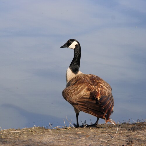 iNaturalist observation photo of Canada Goose