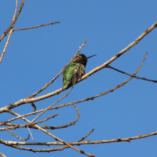 iNaturalist observation photo of Anna's Hummingbird
