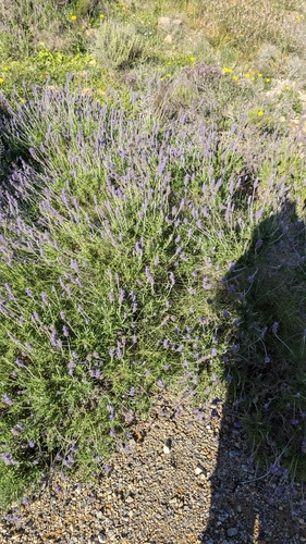 Image of Lavandula dentata by (c) Fran, some rights reserved (CC BY)